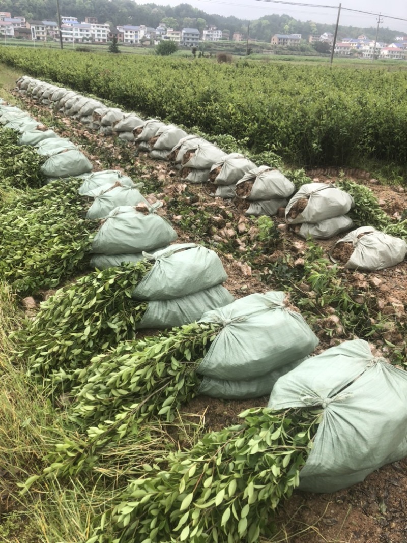 低价出售各种规格油茶苗！湘林210，长林53号等系列