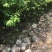低价出售各种规格油茶苗！湘林210，长林53号等系列