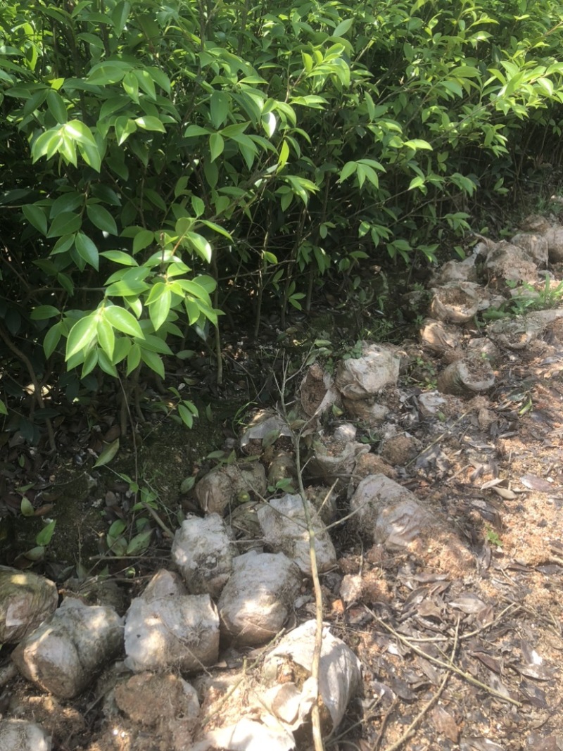 低价出售各种规格油茶苗！湘林210，长林53号等系列