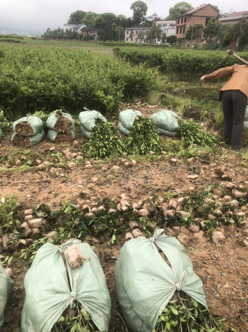 低价出售各种规格油茶苗！湘林210，长林53号等系列