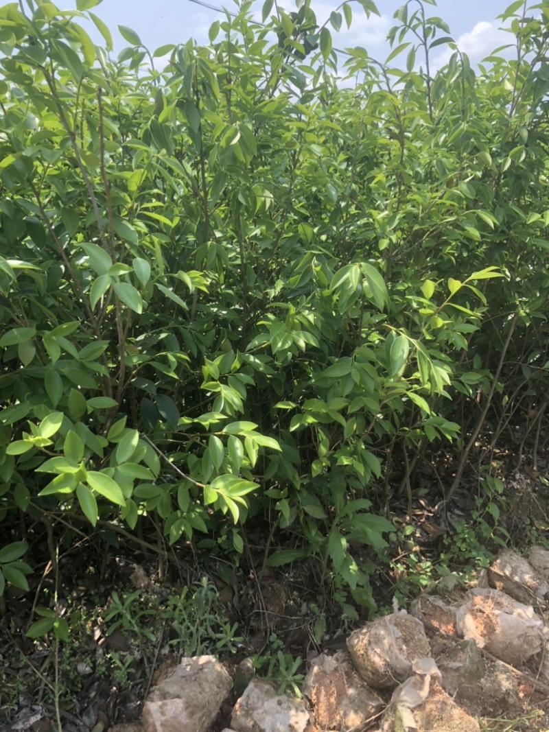 低价出售各种规格油茶苗！湘林210，长林53号等系列
