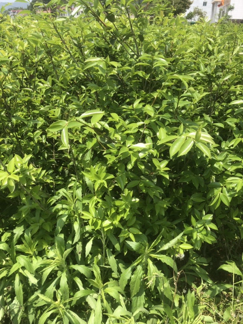 低价出售各种规格油茶苗！湘林210，长林53号等系列