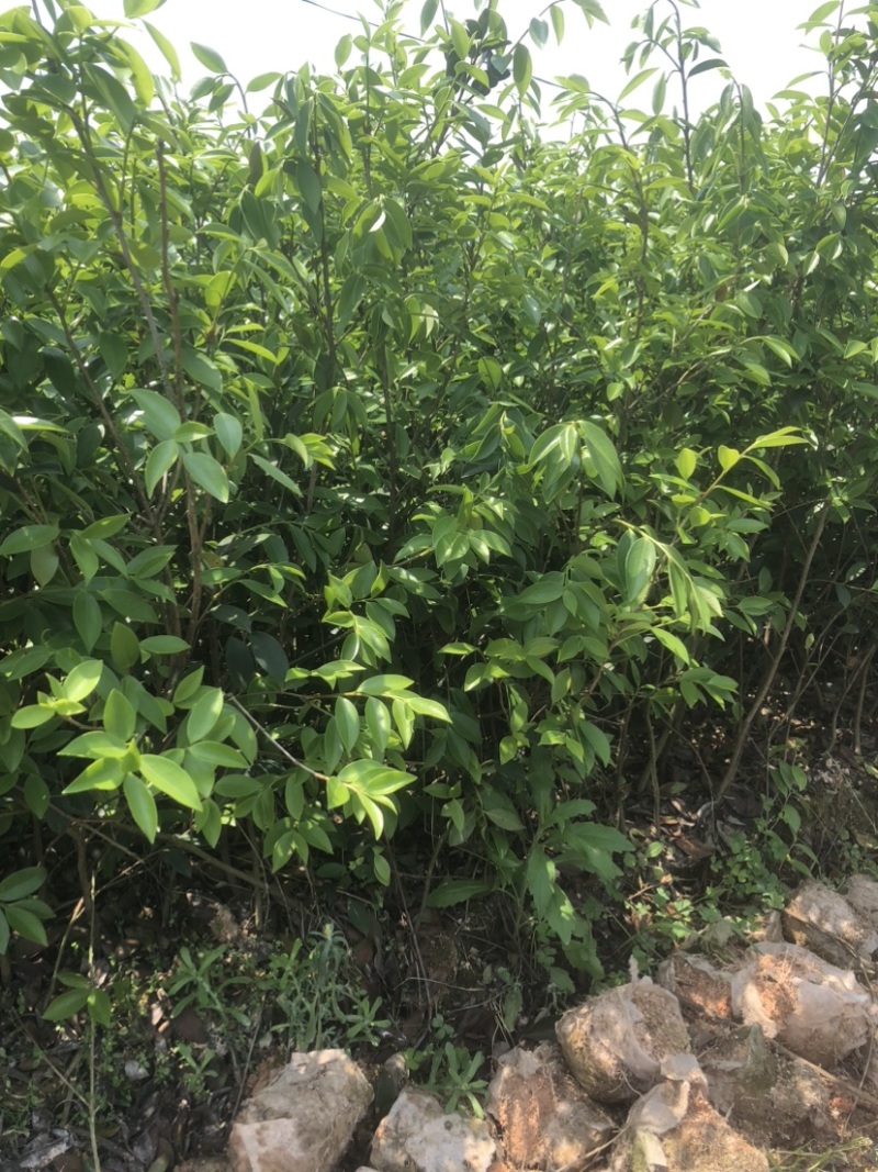 低价出售各种规格油茶苗！湘林210，长林53号等系列