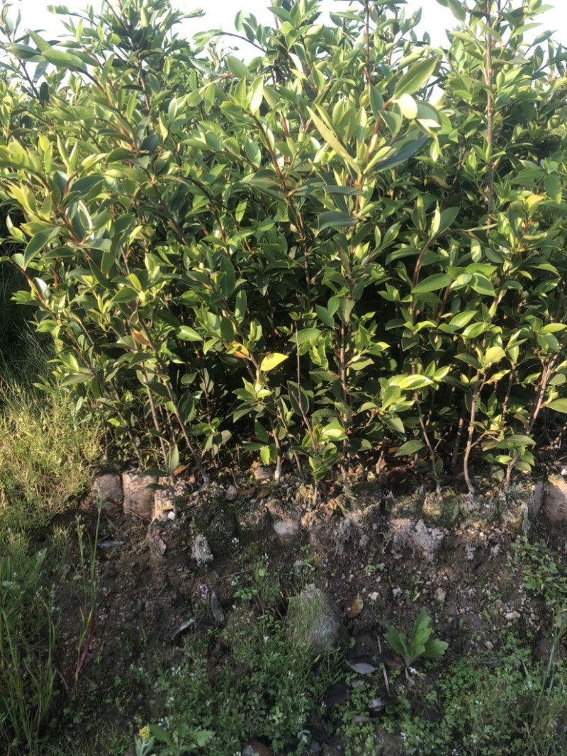 低价出售各种规格油茶苗！湘林210，长林53号等系列