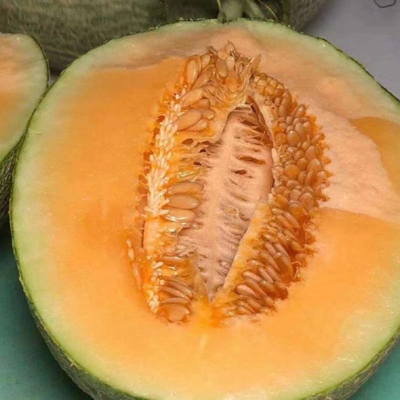 山东单县哈密瓜，量大从优，欢迎各位老板随时致电咨询洽谈合