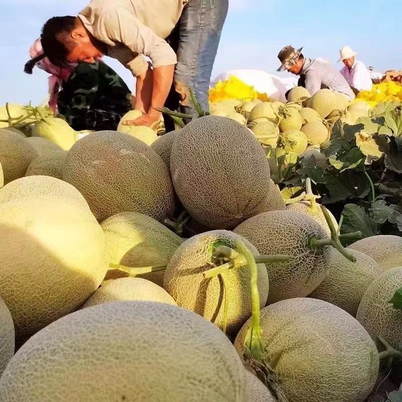 山东单县哈密瓜，量大从优，欢迎各位老板随时致电咨询洽谈合