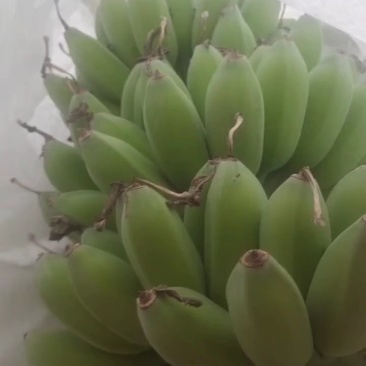 苹果蕉