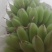 苹果蕉