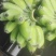 苹果蕉