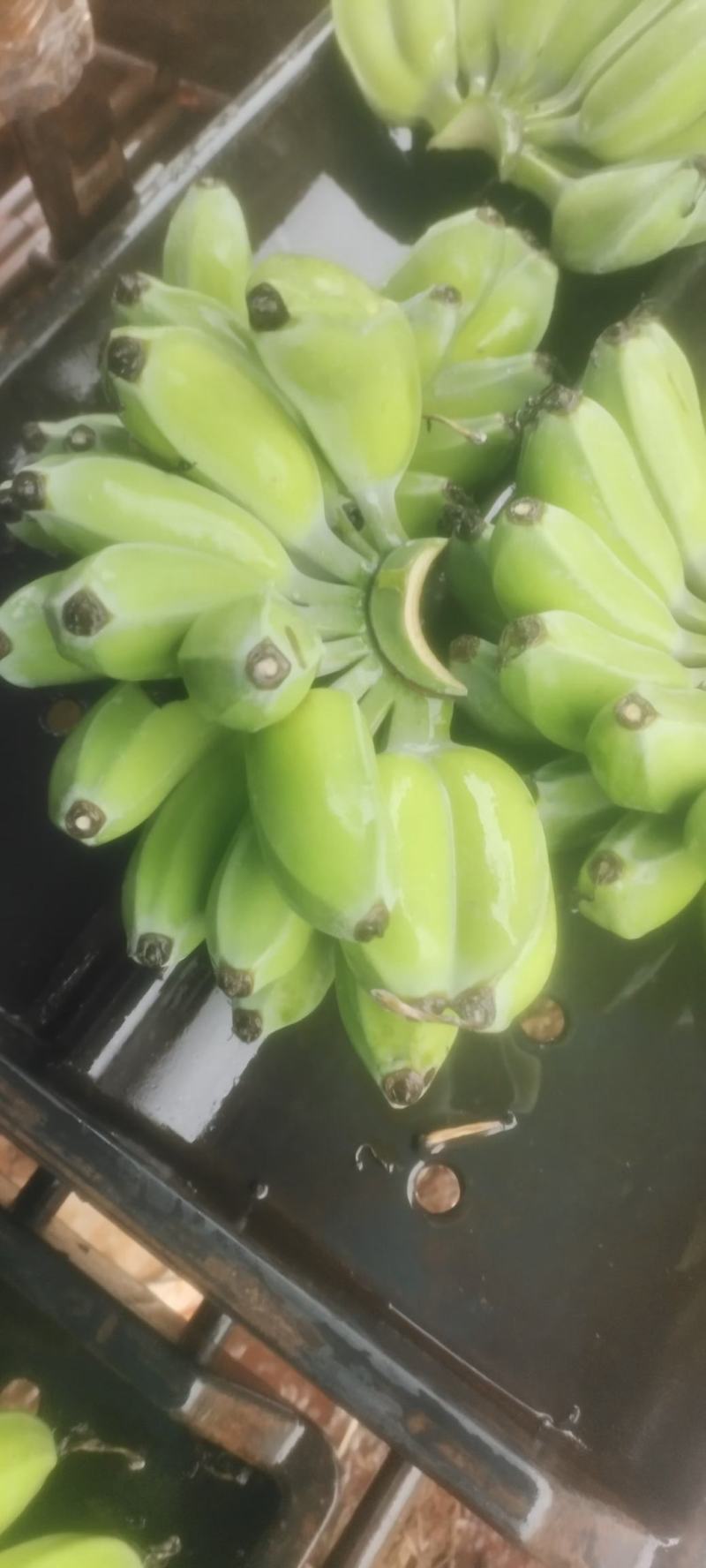 苹果蕉