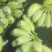 苹果蕉