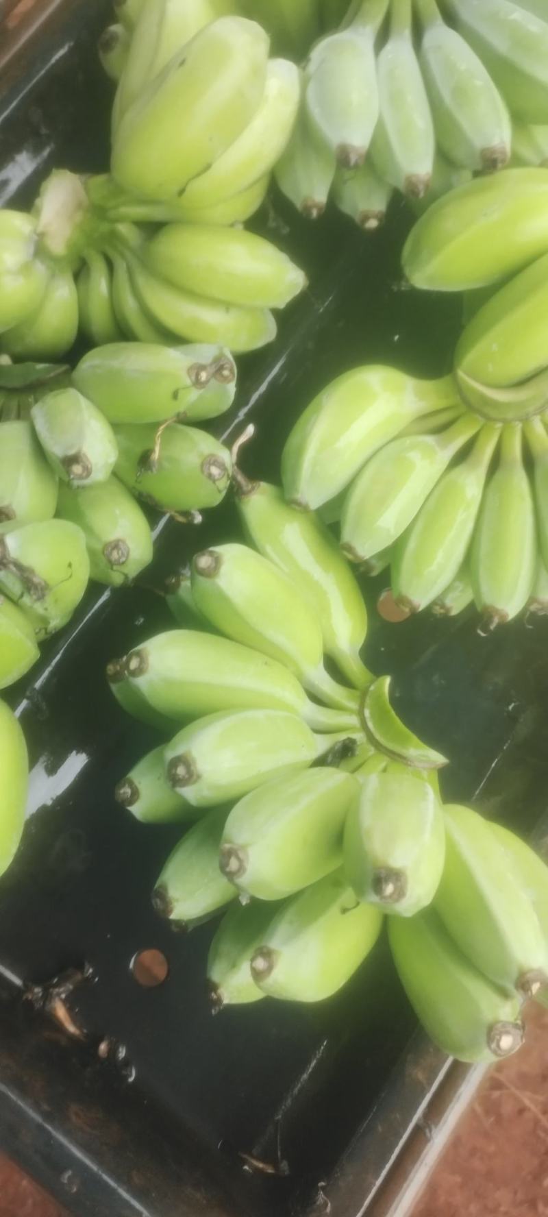 苹果蕉