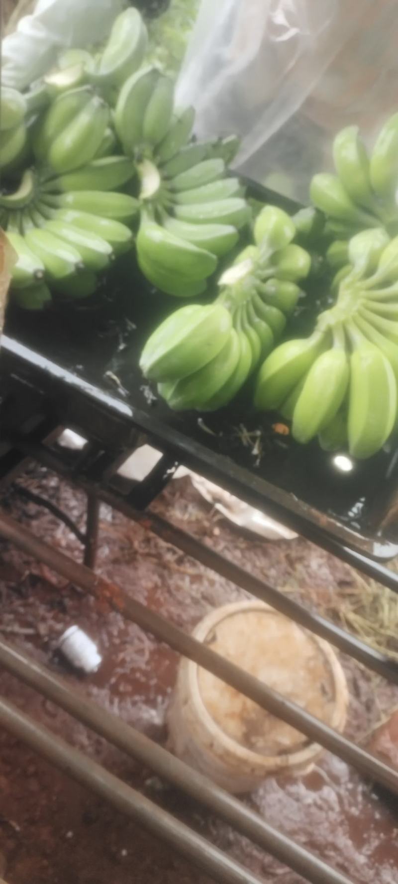 苹果蕉