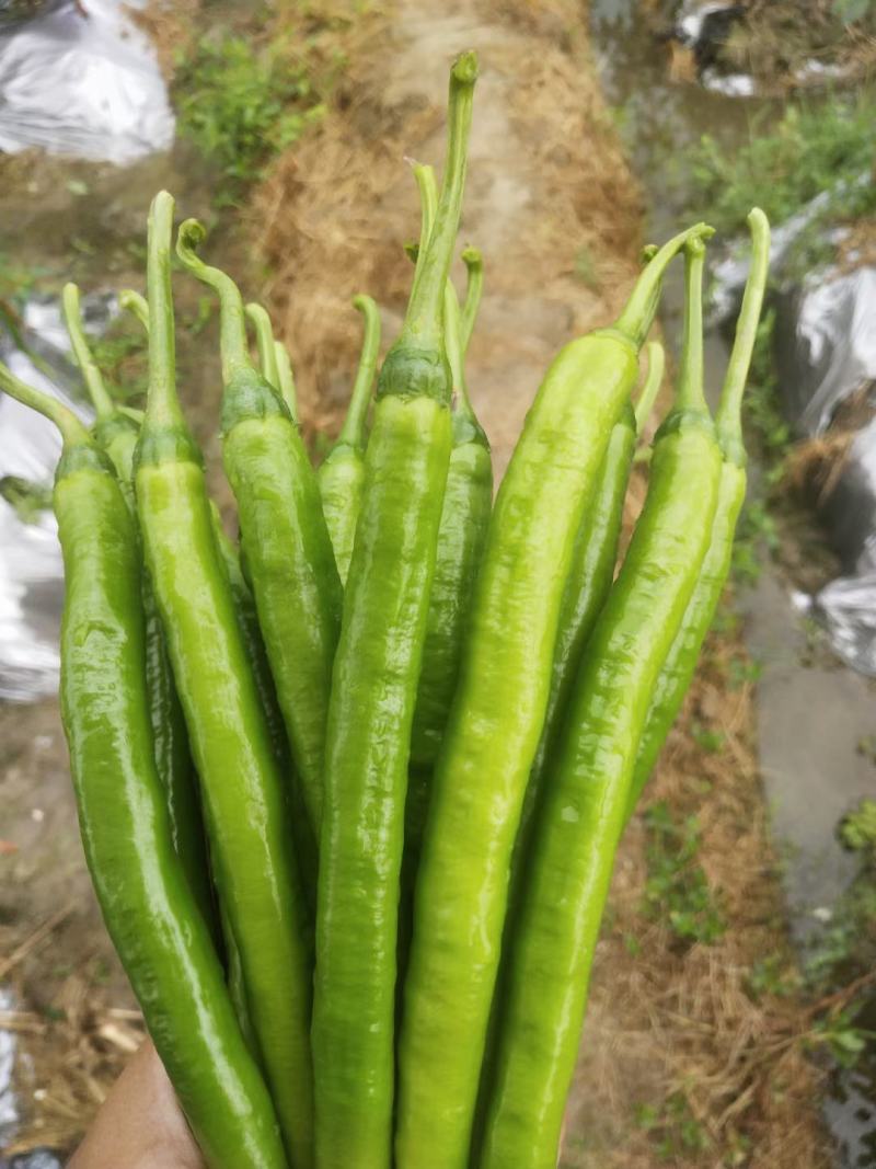 大量供应电商青线椒，3号8号，天天有货，价格毛毛钱