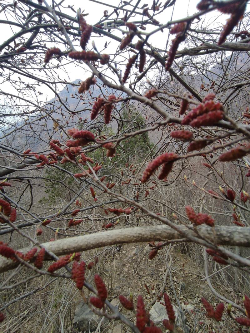 蜂蜜，大批量出，要的看视频联系我