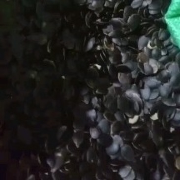 云南黑金刚