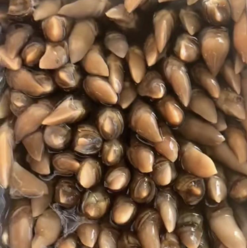 丹东竹蛏王刀把蛏子，产地直发假一赔十，鲜活度杠杠滴！