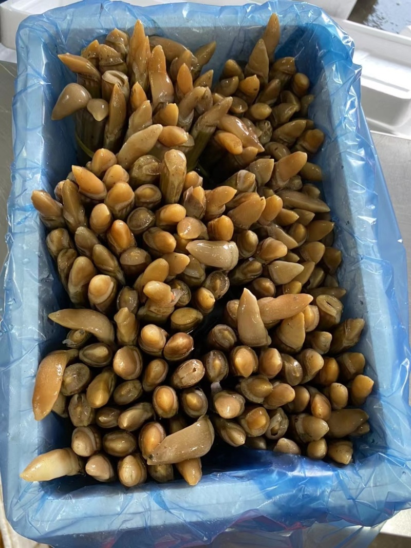 丹东竹蛏王刀把蛏子，产地直发假一赔十，鲜活度杠杠滴！