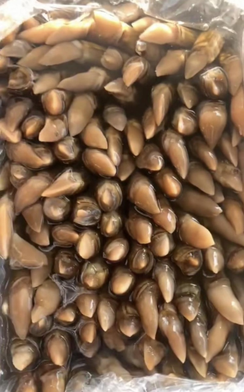 丹东竹蛏王刀把蛏子，产地直发假一赔十，鲜活度杠杠滴！