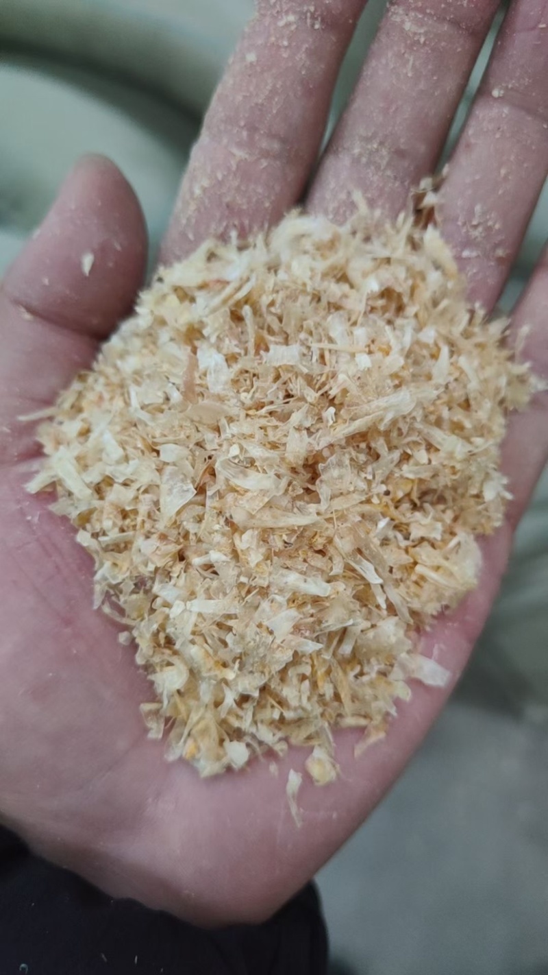 玉米大白皮