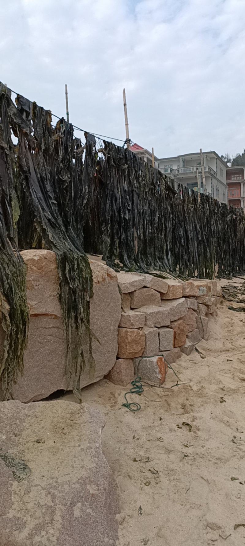 2026年福建挂晒干海带无沙海带养殖户直销都是上等菜