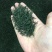 头采芽茶恩施玉露茶新茶春茶明前茶