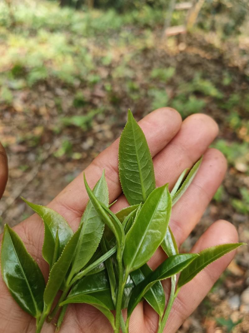 森林古树开采