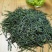 头采芽茶恩施玉露茶新茶春茶明前茶