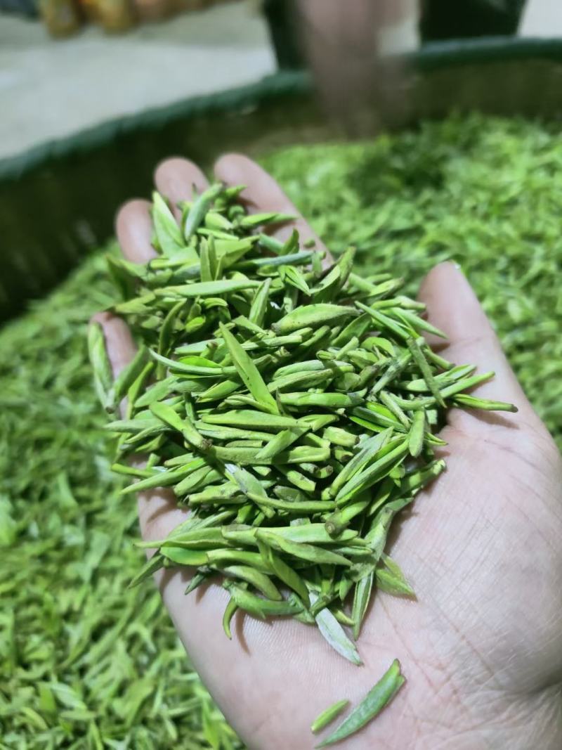 头采芽茶恩施玉露茶新茶春茶明前茶