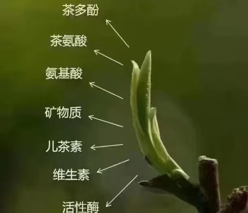 头采芽茶恩施玉露茶新茶春茶明前茶