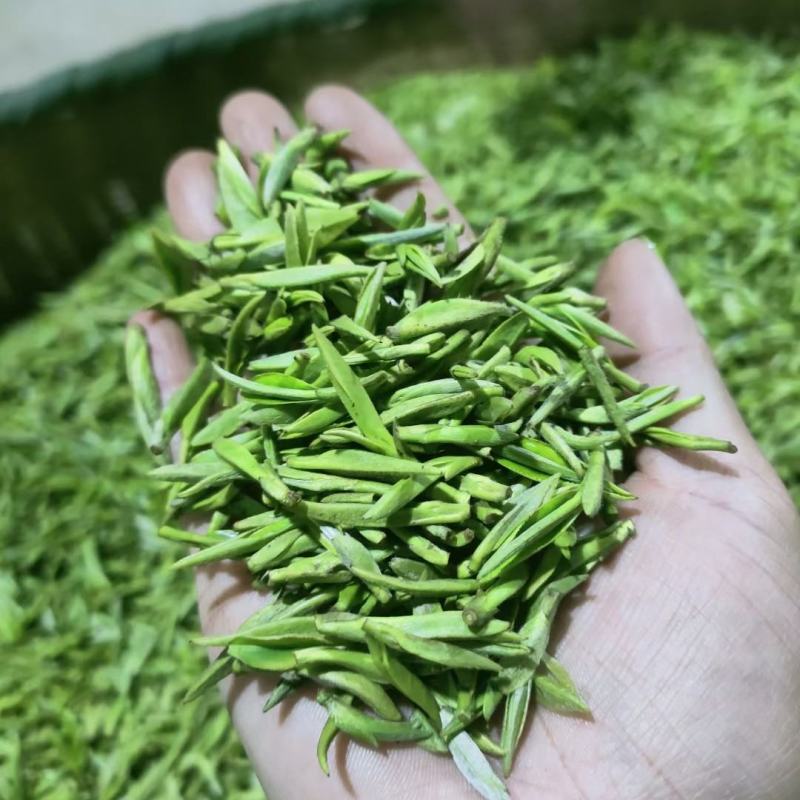 头采芽茶恩施玉露茶新茶春茶明前茶