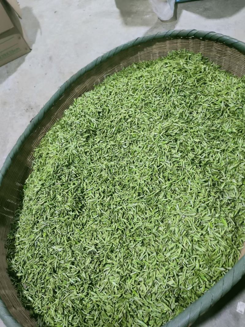头采芽茶恩施玉露茶新茶春茶明前茶
