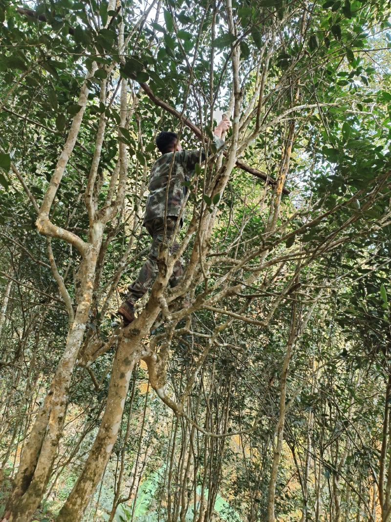 森林古树开采