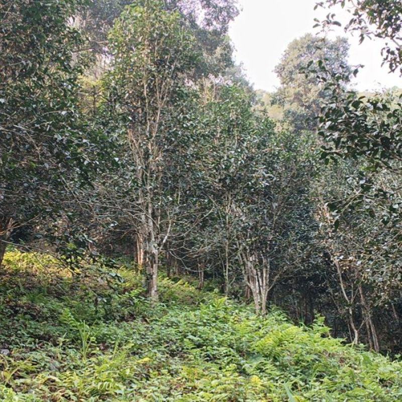 森林古树开采