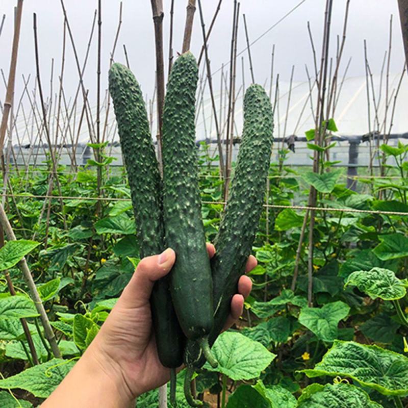 精品黄瓜河南密刺黄瓜大量上市质优价廉欢迎选购看货