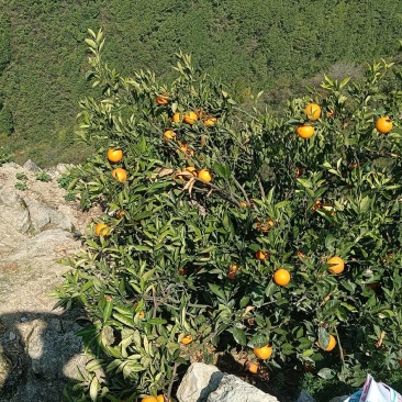 脐橙
