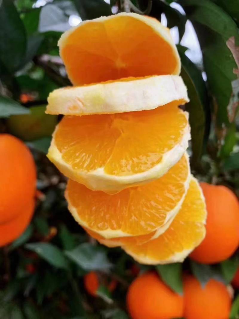 脐橙