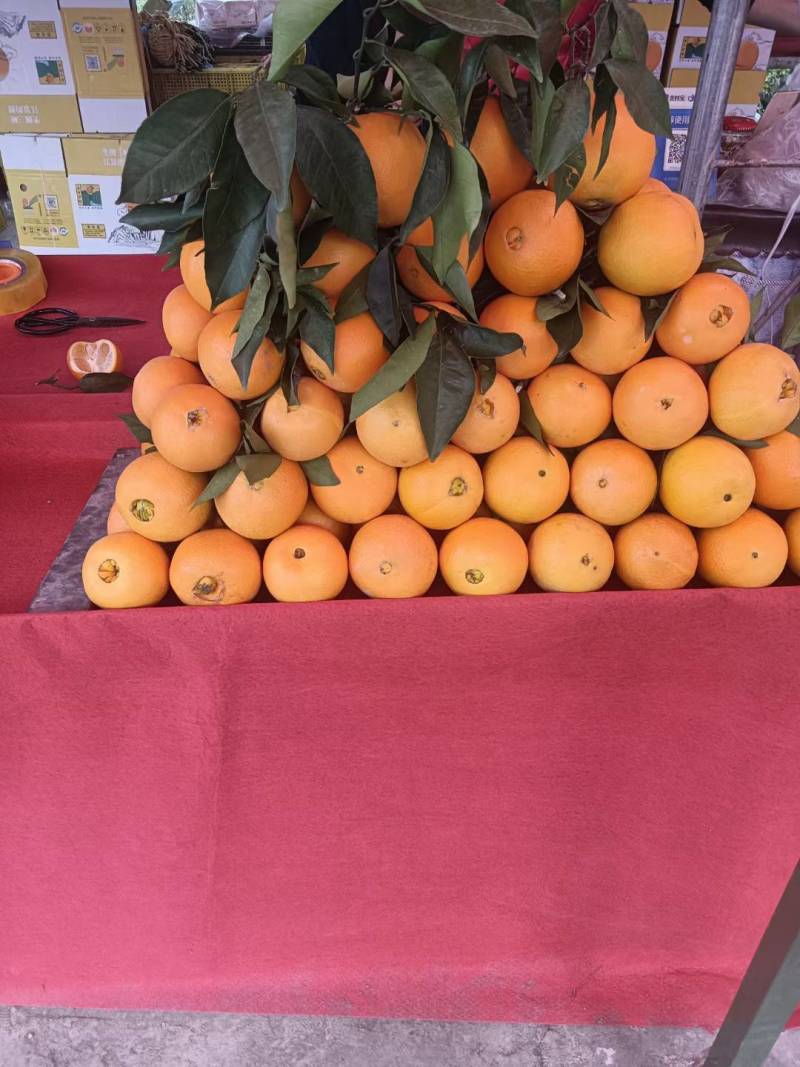 脐橙