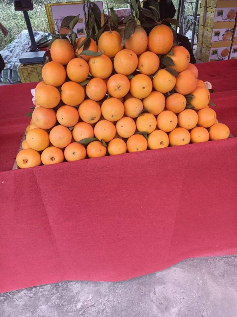 脐橙
