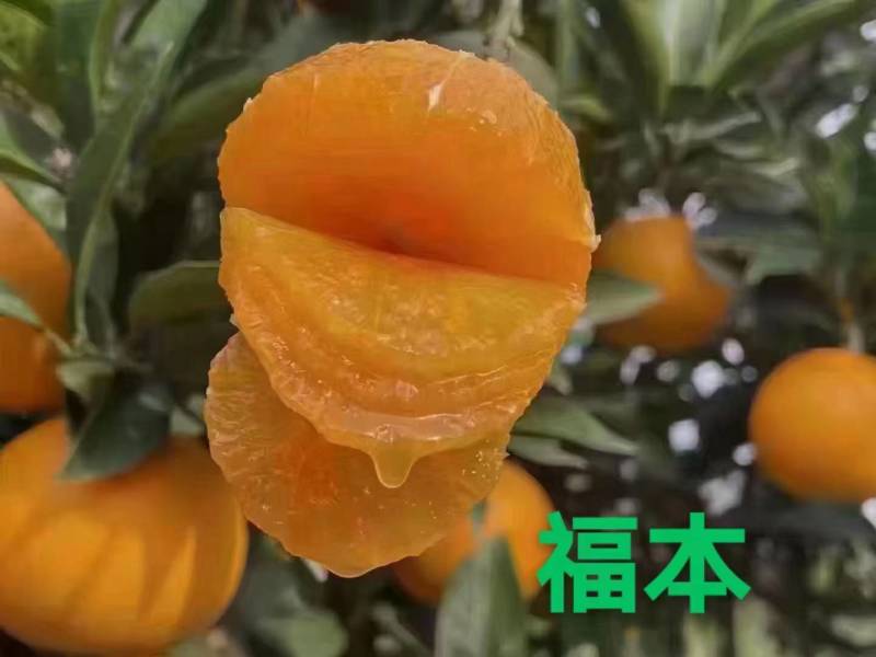 脐橙