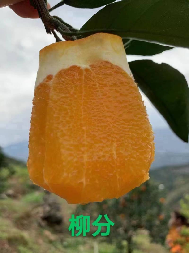 脐橙