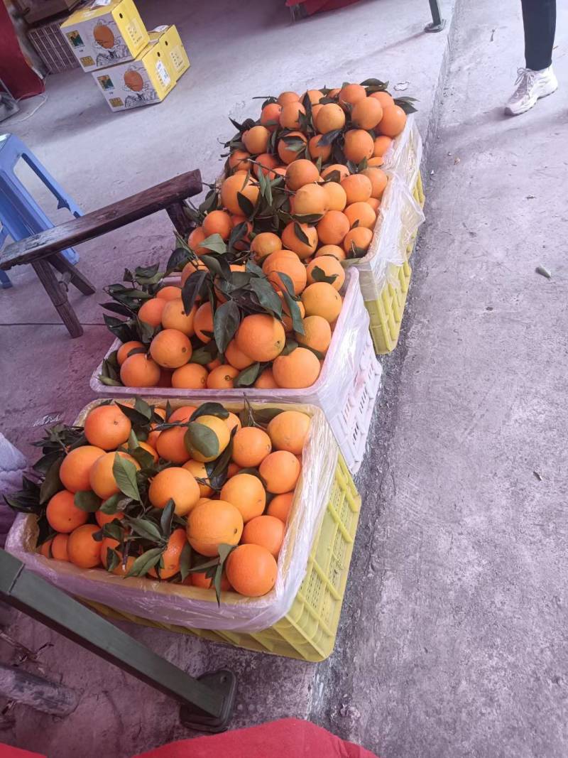 脐橙