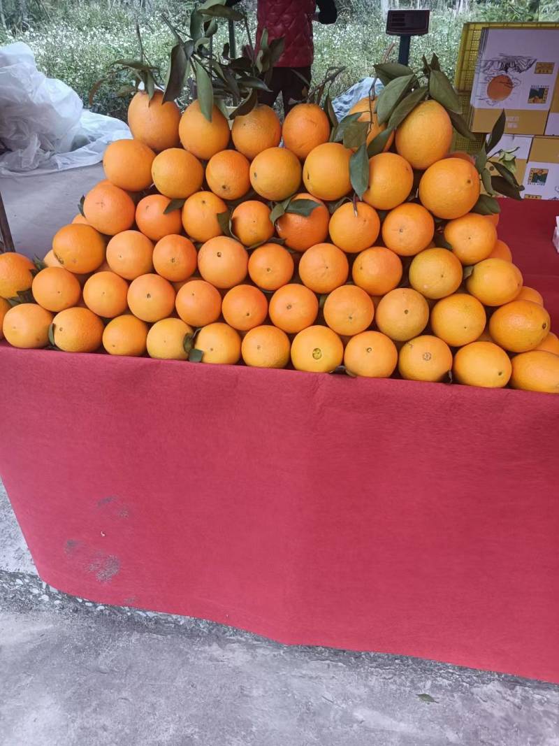 脐橙