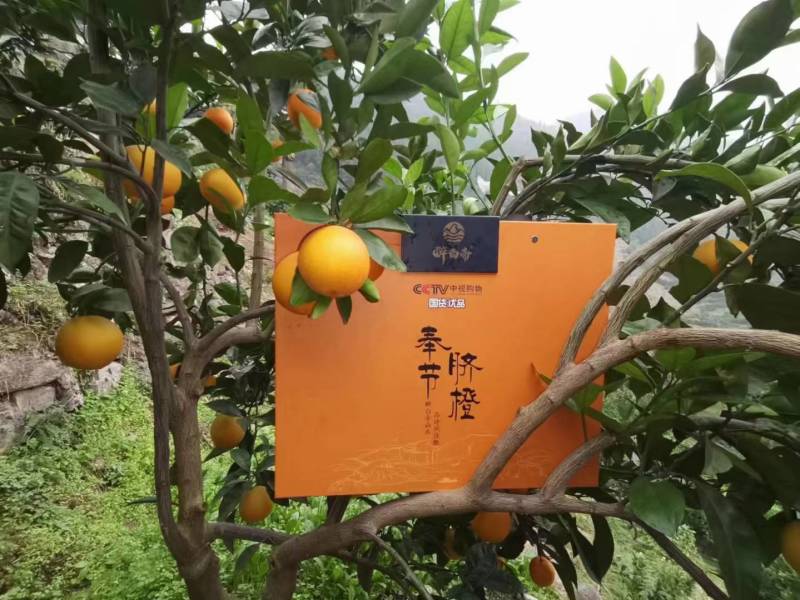 脐橙