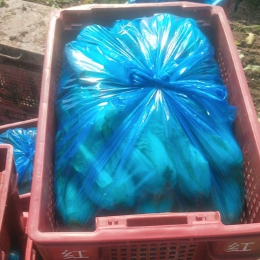 杭白菜小白菜产地基地直供