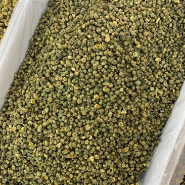 胎菊一手货源批发