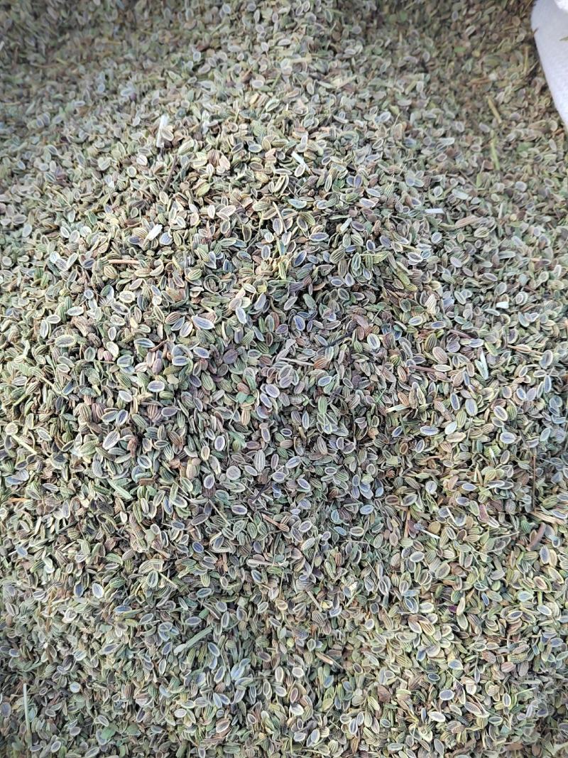 精品防风种子，2022年产地的，纯精品防风种子。保证质量