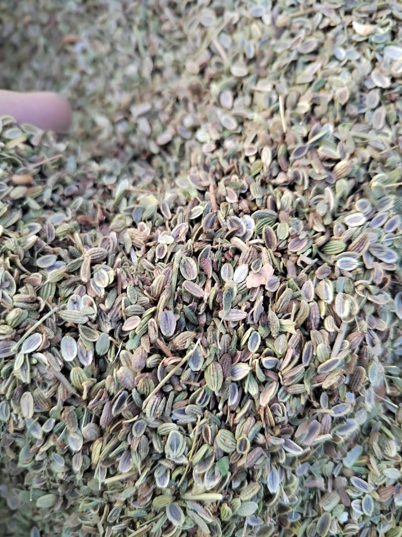 精品防风种子，2022年产地的，纯精品防风种子。保证质量