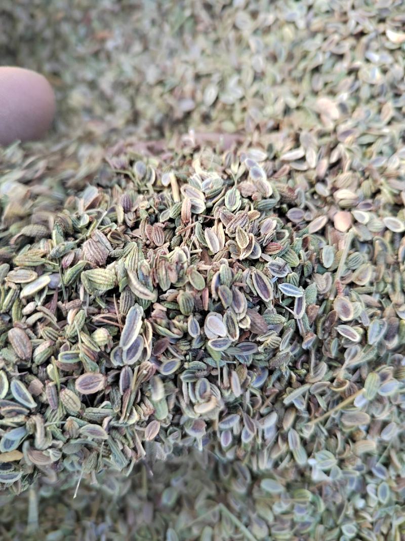 精品防风种子，2022年产地的，纯精品防风种子。保证质量