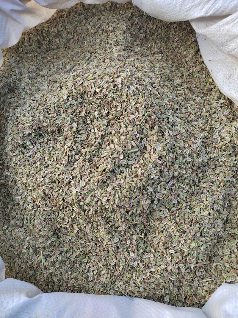 精品防风种子，2022年产地的，纯精品防风种子。保证质量